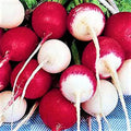 Confetti Mix Radish Seeds – Colorful Non-GMO Raphanus sativus for Home Garden, Salad Garnish, Container Growing