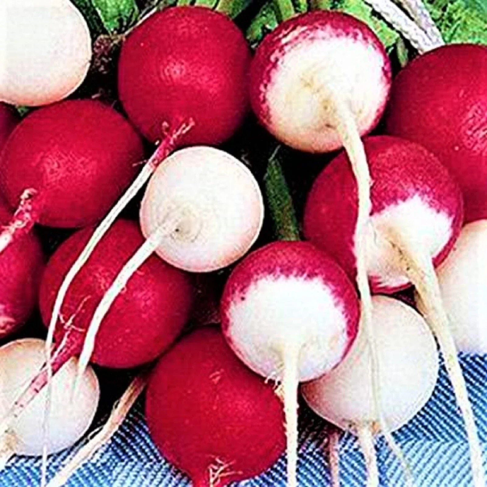 Confetti Mix Radish Seeds – Colorful Non-GMO Raphanus sativus for Home Garden, Salad Garnish, Container Growing