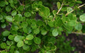Chinese Boxwood Seeds - 20 Seeds for Hedges & Topiary - Buxus microphylla var. sinica - Evergreen Shrubs for Landscaping
