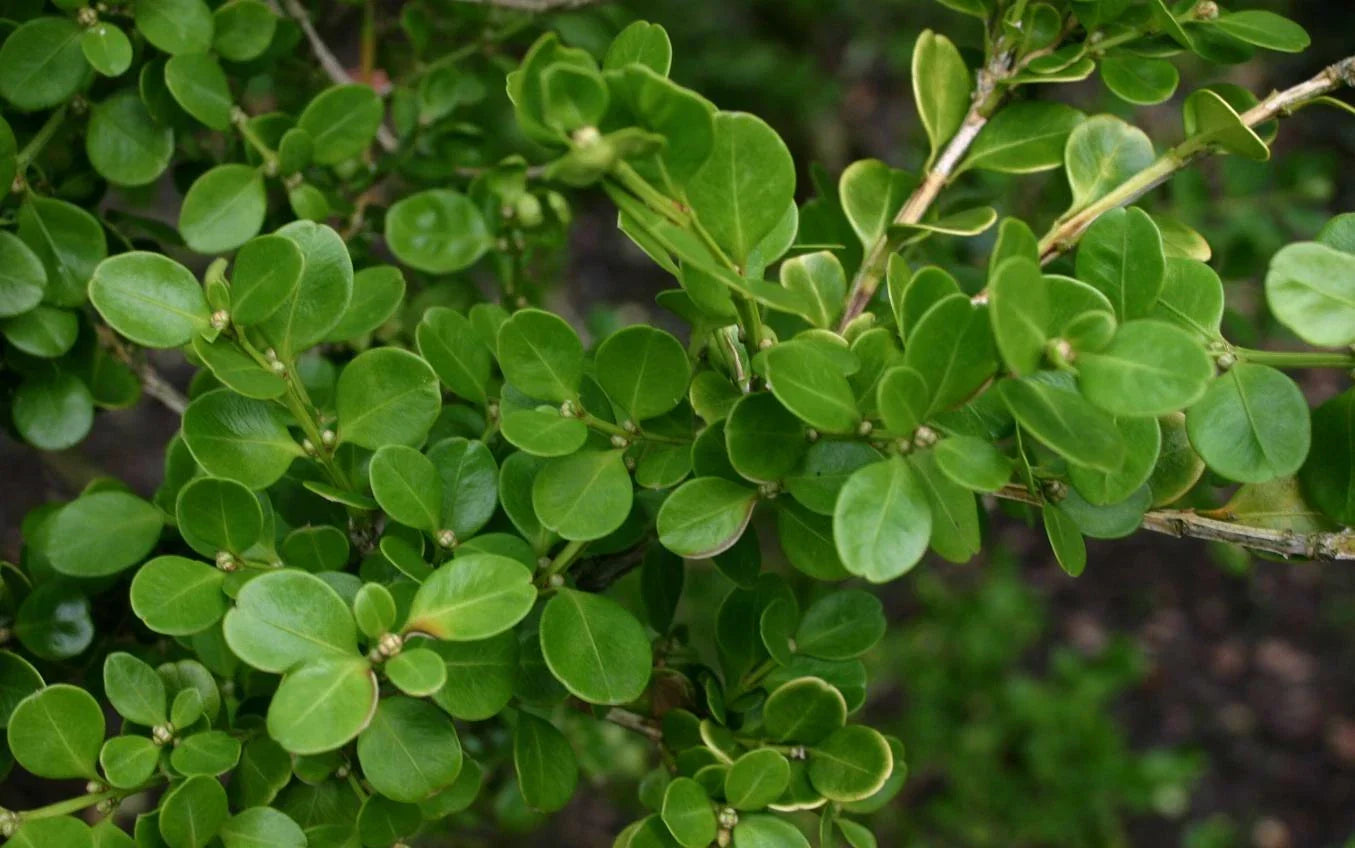 Chinese Boxwood Seeds - 20 Seeds for Hedges & Topiary - Buxus microphylla var. sinica - Evergreen Shrubs for Landscaping