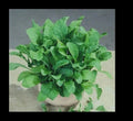 Arugula Seeds 5000 Heirloom ASTRO 300 Nutty Flavor for Salads Eruca sativa