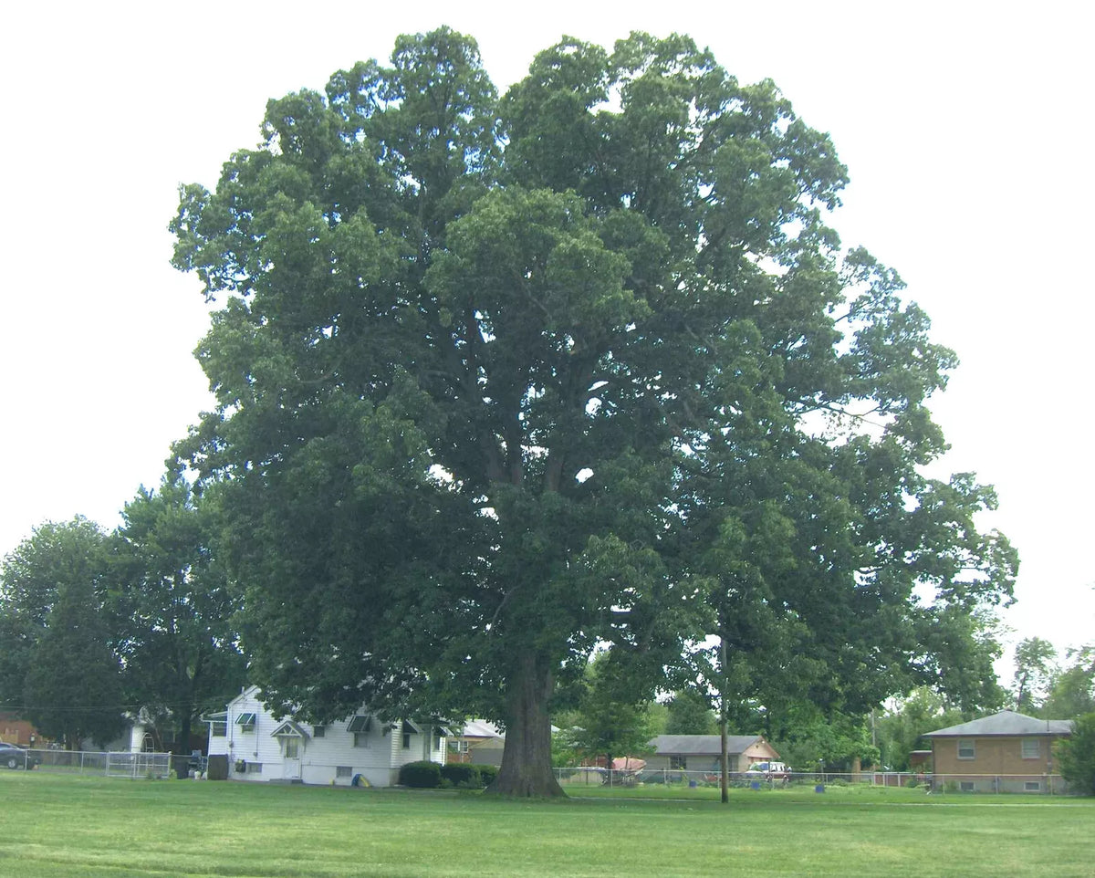 Swamp Chestnut Oak Tree Live Plant Set of 2 | Quercus michauxii Bare Root 12-24" | Deciduous Shade Tree for Landscaping