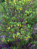 Forsythia Bush Cuttings Set of 12, Unrooted 6-8 Inches, Yellow Flowering Shrub, Forsythia x intermedia Propagation