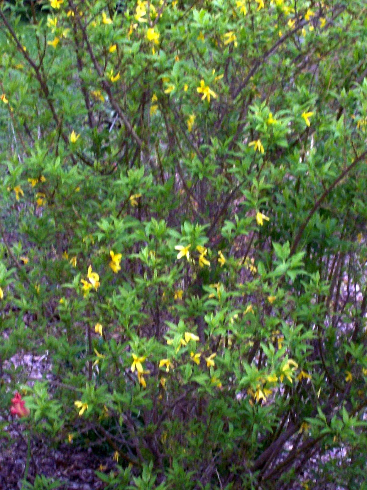 Forsythia Bush Cuttings Set of 12, Unrooted 6-8 Inches, Yellow Flowering Shrub, Forsythia x intermedia Propagation