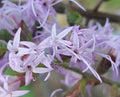 Bluffs Gayfeather Seeds | 25 Pack | Liatris gholsonii Florida Native Wildflower for Pollinators & Natural Landscaping