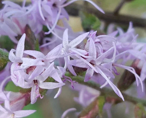 Bluffs Gayfeather Seeds | 25 Pack | Liatris gholsonii Florida Native Wildflower for Pollinators & Natural Landscaping