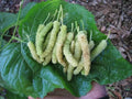 Pakistan White Mulberry Cuttings - Organic Fresh 10x for Rooting & Grafting - Morus alba var. multicaulis