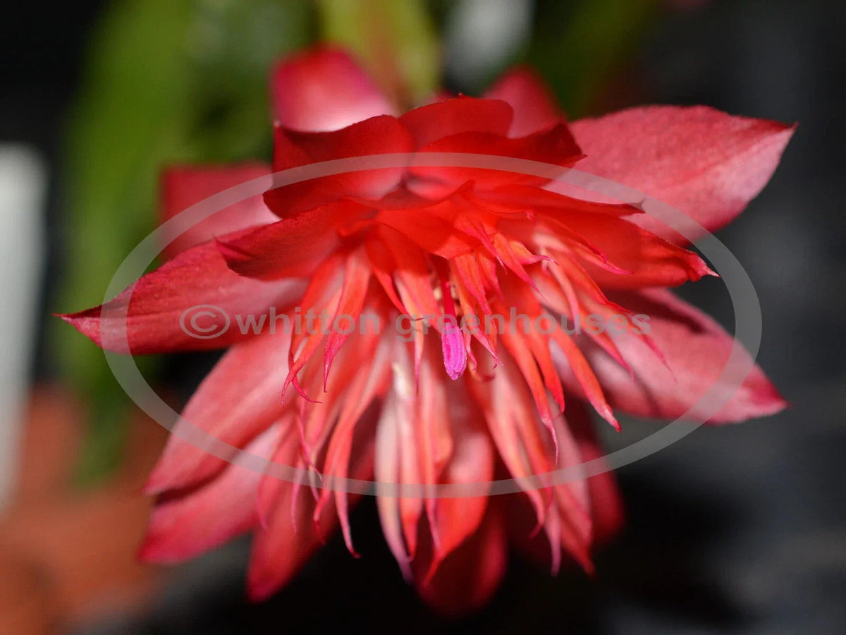 Thanksgiving/Christmas Cactus Cuttings - Schlumbergera "Laranja Dobrada" for Propagation, Indoor Gardening