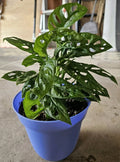 Monstera Deliciosa Live Plant Cuttings – 5 Unrooted Propagation Set for Indoor Houseplants, Tropical Foliage