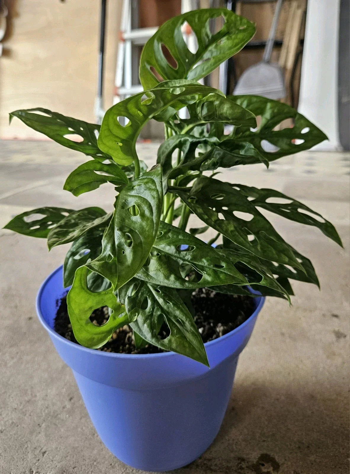Monstera Deliciosa Live Plant Cuttings – 5 Unrooted Propagation Set for Indoor Houseplants, Tropical Foliage