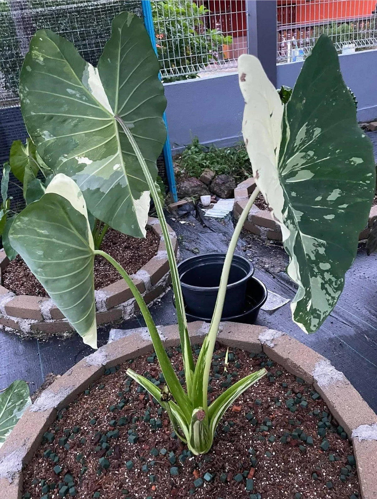 Elepaio Starter Plant - Small Rooted Colocasia esculenta Elephant Ear Tropical Foliage