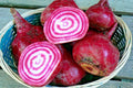 Chioggia Beet Seeds - Italian Heirloom Variety for Vegetable Garden & Patio, 100+ Non-GMO Seeds Beta vulgaris