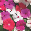 Vinca Sunsplash Mix Seeds 500 Count - Catharanthus roseus, Vibrant Blooming Annual Plant for Garden, Full Sun to Partial Shade