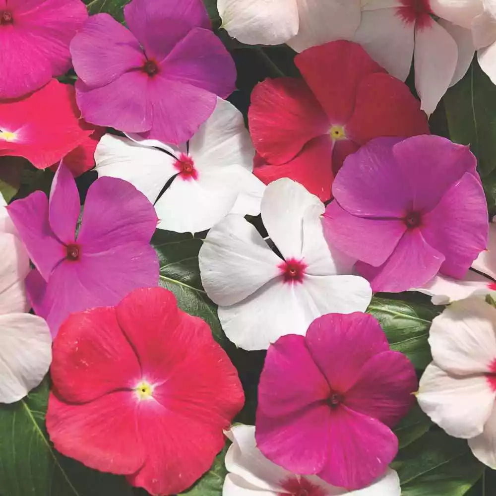 Vinca Sunsplash Mix Seeds 500 Count - Catharanthus roseus, Vibrant Blooming Annual Plant for Garden, Full Sun to Partial Shade