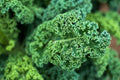 Dwarf Blue Curled Scotch Kale Seeds - Organic, Non-GMO, Blue Vates, Heirloom, Vegetable Gardening, Brassica oleracea