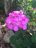Purple Pink Pelargonium Zonal Geranium Live Plant Cuttings – 12 Pack, Indoor & Outdoor, Easy Care, Drought-Resistant, Pollinator Attracting