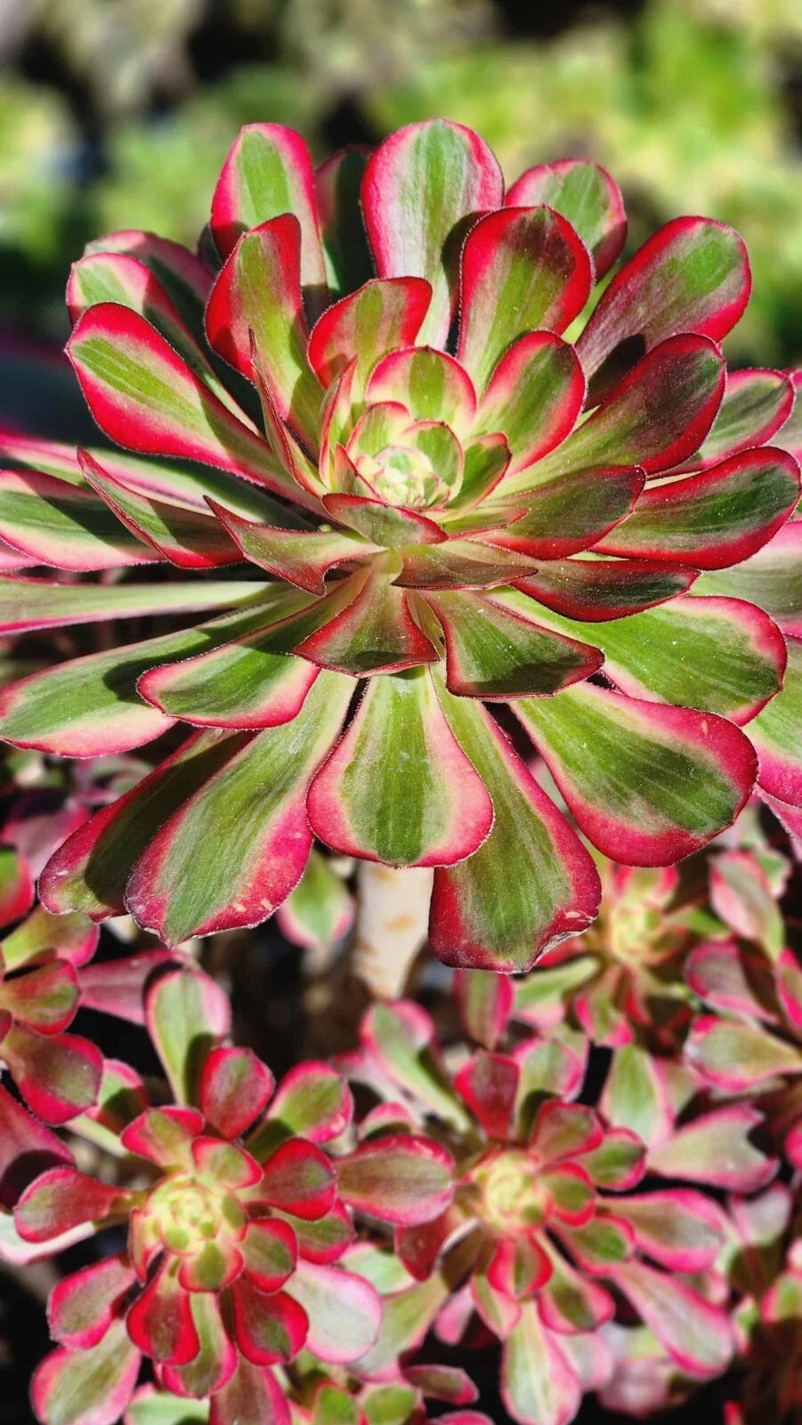 2.5 Inch Aeonium Chanel Succulent Cutting - Green Rosette Plant for Indoor & Garden Decor