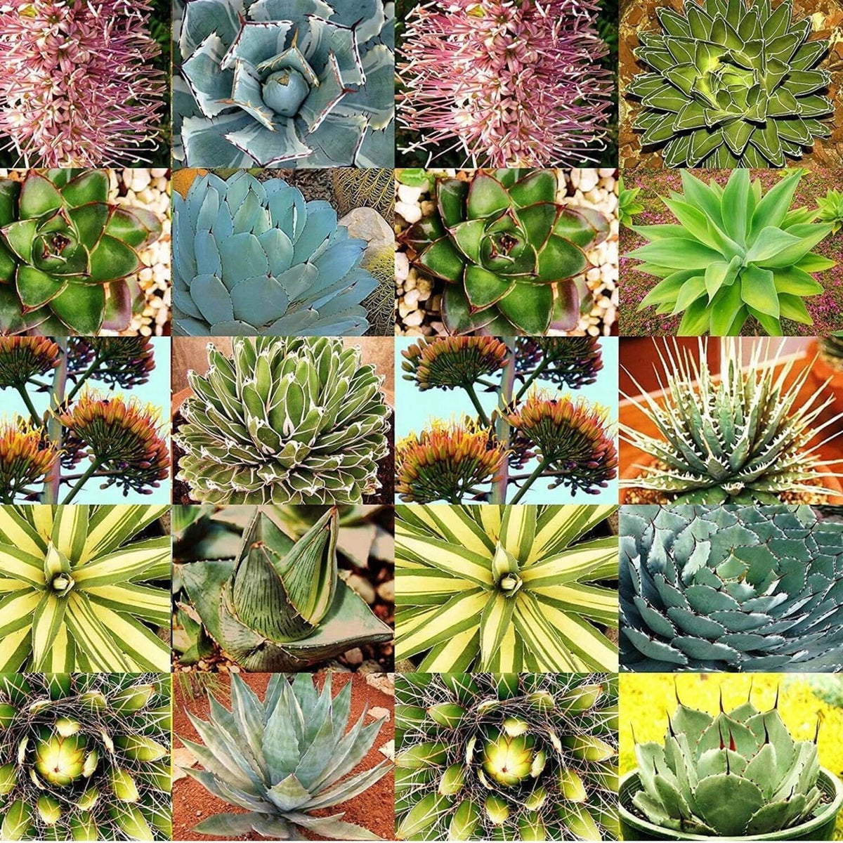 Agave Species Seed Mix - 10 Seeds, Mixed Varieties for Planting, Drought-Tolerant Agave spp.