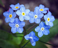 Blue Forget-Me-Not Seeds - 200+ Vibrant Blue Flowers for Borders & Pollinator Gardens | Cynoglossum Amabile