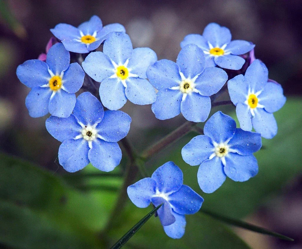 Blue Forget-Me-Not Seeds - 200+ Vibrant Blue Flowers for Borders & Pollinator Gardens | Cynoglossum Amabile