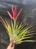 Tillandsia Tropiflora Air Plant - Unique Tropical Variety, Low Maintenance Epiphyte, Indoor Decor, Bromeliaceae, Central America