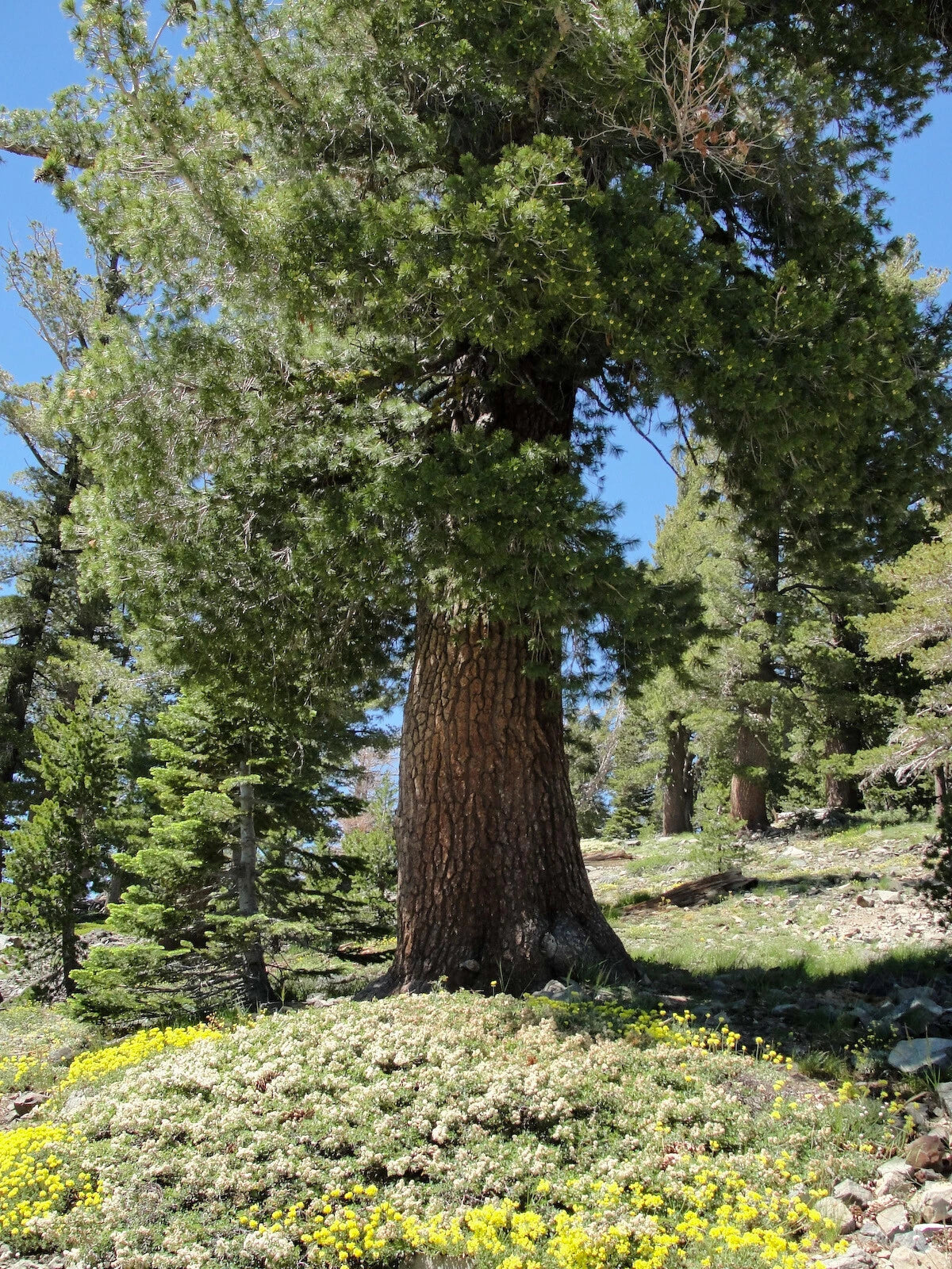 Western White Pine Seeds - Pinus monticola - 20 Premium Tree Seeds for Reforestation & Landscaping