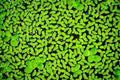 Duckweed Live Plant 2000 Count - Lemna minor Aquatic Plant for Aquarium & Pond, Floating, Fast-Growing Water Plant