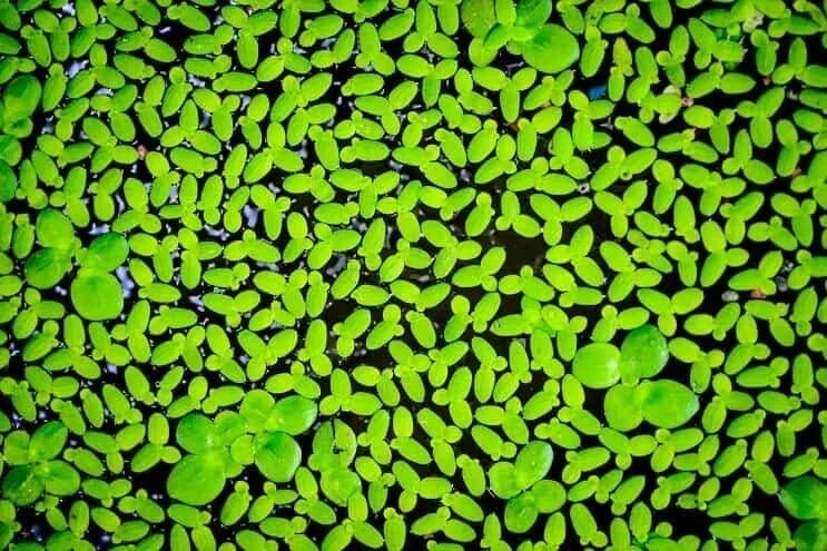 Duckweed Live Plant 2000 Count - Lemna minor Aquatic Plant for Aquarium & Pond, Floating, Fast-Growing Water Plant