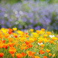 California Poppy Seeds - Orange Wildflower - Non-GMO, 1000 Seeds, Eschscholzia californica, Annual/Perennial for Gardens
