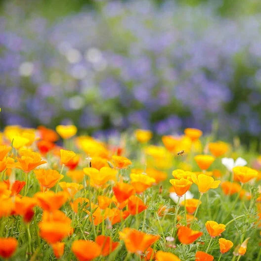 California Poppy Seeds - Orange Wildflower - Non-GMO, 1000 Seeds, Eschscholzia californica, Annual/Perennial for Gardens