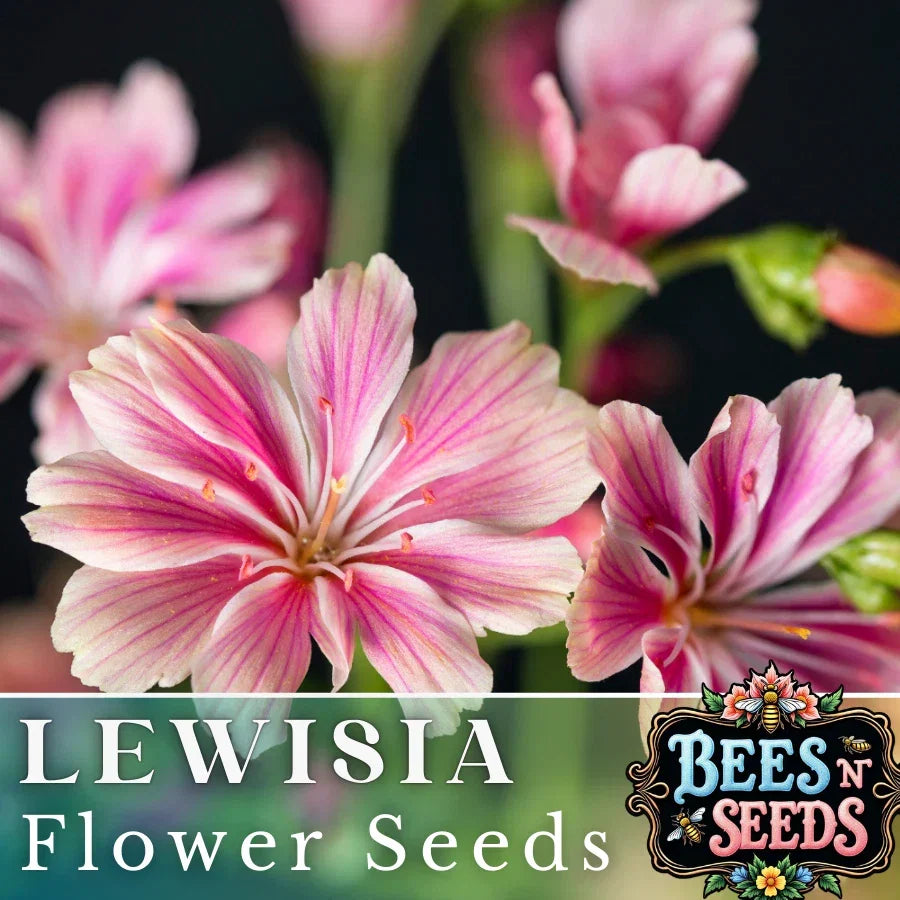 Plum Lewisia Seeds - Non-GMO Flower Seeds for Garden - Lewisia cotyledon - Rock Garden, Sunny Borders, Pollinator Attractant