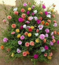 Mixed Moss Rose Seeds - Portulaca Grandiflora, Colorful Flowering Plant, Drought-Tolerant, Ground Cover, 1000+ Seeds