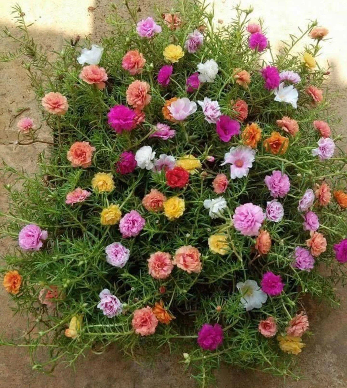 Mixed Moss Rose Seeds - Portulaca Grandiflora, Colorful Flowering Plant, Drought-Tolerant, Ground Cover, 1000+ Seeds