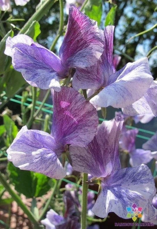 Earl Grey Sweet Pea Seeds – Fragrant Climbing Flower – Lathyrus odoratus – Garden, Pollinator Attracting, 50 Seeds