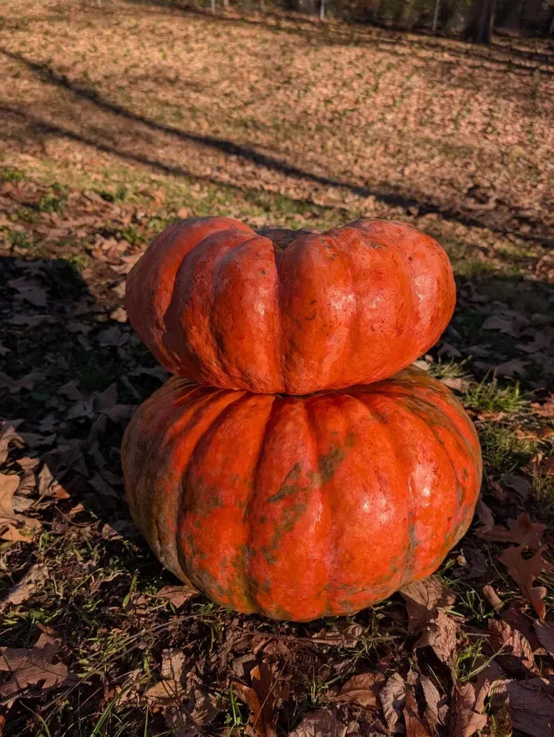 Fairytale Pumpkin Seeds - Organic Heirloom Cucurbita pepo, 10 Seeds for Gardening & Fall Decorations