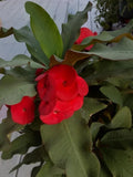 Red Crown of Thorns Cutting, Euphorbia milii, Drought-Tolerant, Indoor & Outdoor Plant Propagation, No Roots