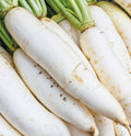 Daikon Radish Seeds - 200+ Japanese White Raphanus sativus Vegetable for Cool Weather Gardens