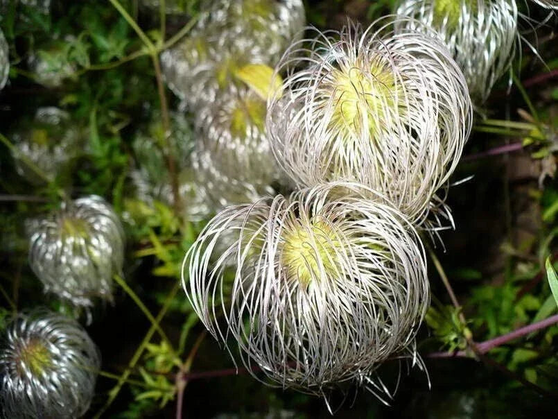Clematis Seeds for Planting - Golden Clematis tangutica - Climbing Flower Seeds (30 Seeds)