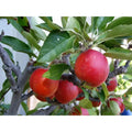 Dwarf Fuji Apple Tree Bare Root - Malus domestica 'Fuji' - Compact Fruit Tree for Small Gardens & Patios