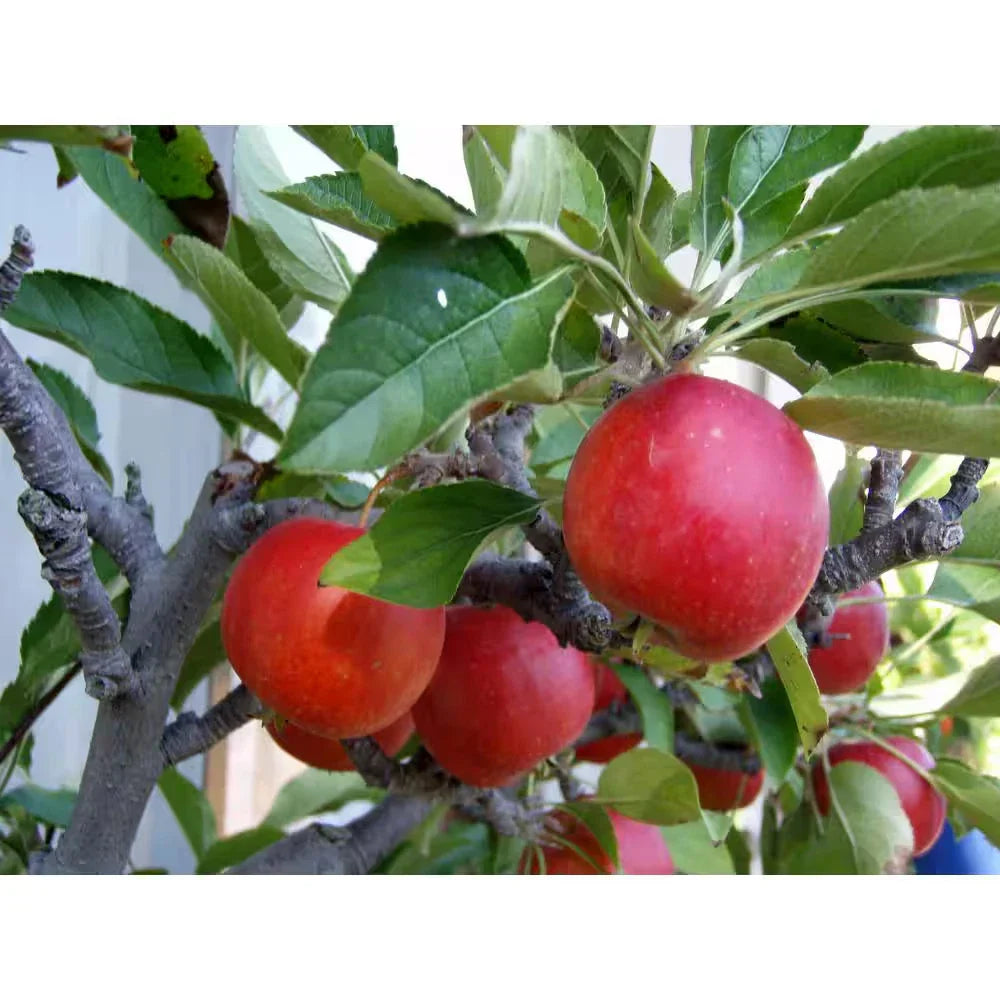 Dwarf Fuji Apple Tree Bare Root - Malus domestica 'Fuji' - Compact Fruit Tree for Small Gardens & Patios