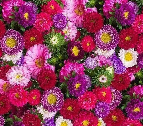 Aster Powder Puff Mix Seeds - 300+ Annual Flower Seeds in Pink, Purple, White - Aster spp. for Borders, Containers, Cutting Gardens