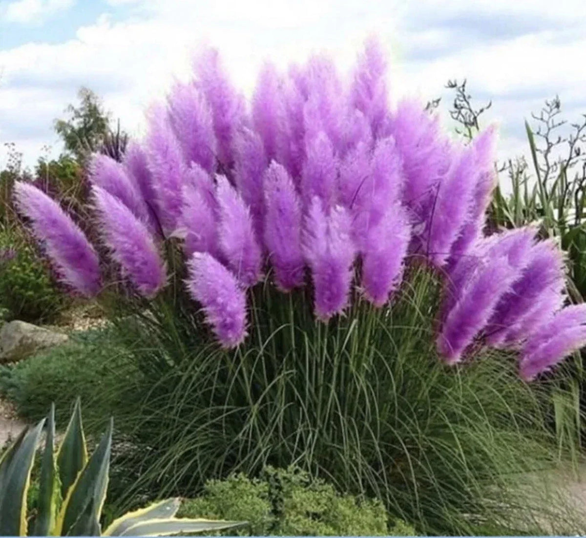 Purple Pampas Grass Plugs - 4 Live Plants for Garden Decor - Cortaderia selloana, Ornamental Grass, Drought-Resistant