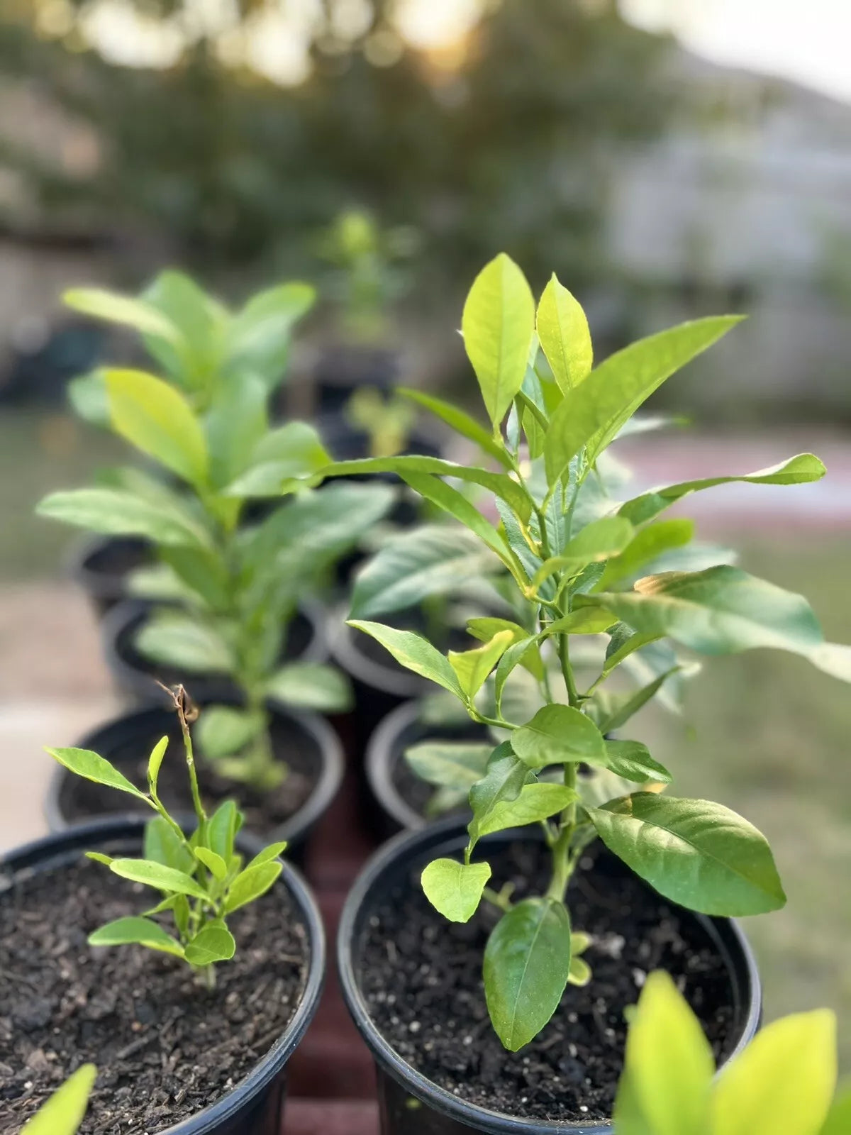 Live Lemon Tree Plant in 5-Gallon Pot | Citrus limon Indoor/Outdoor Citrus Tree