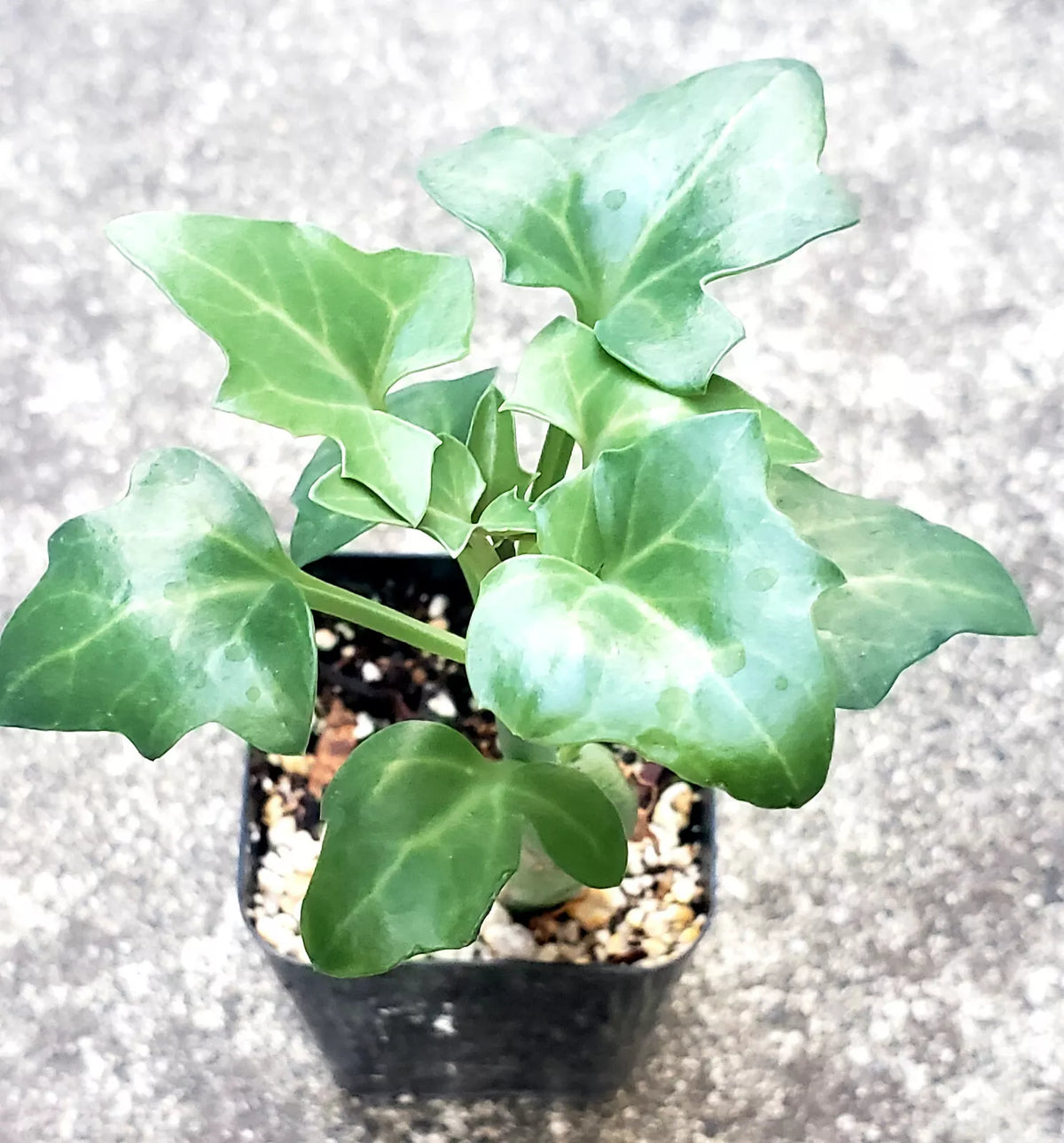 Senecio Articulatus Candle Plant 2" Potted Succulent Rare Curiously Looking Indoor Garden