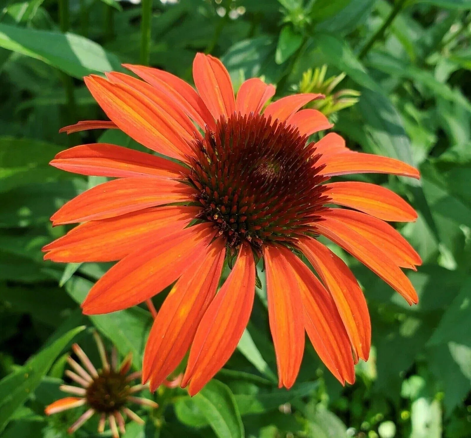 Orange Coneflower Seeds - 200+ Pack, Echinacea purpurea, Garden Planting, Native USA Grown, Attracts Pollinators