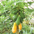 Tainung Papaya Seeds Pack of 25+ | Tropical Fruit Seeds | Carica papaya | Fast Shipping USA