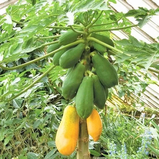 Tainung Papaya Seeds Pack of 25+ | Tropical Fruit Seeds | Carica papaya | Fast Shipping USA