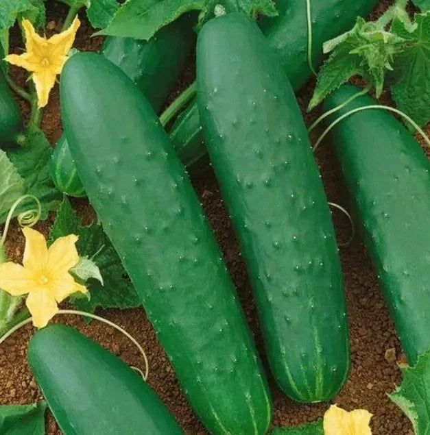Organic Heirloom Double Yield Cucumber Seeds – Non-GMO Cucumis sativus for Home Garden, Salad, Pickling, Crunchy Vegetables