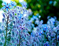 Borage Seeds 200 Count - Star Flower - Open Pollinated Non-GMO Wildflower Seeds Borago officinalis