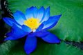 Bright Blue Lotus Seeds - 5 Pack - Nelumbo nucifera - Tropical Water Flowering Plant for Ponds & Water Gardens